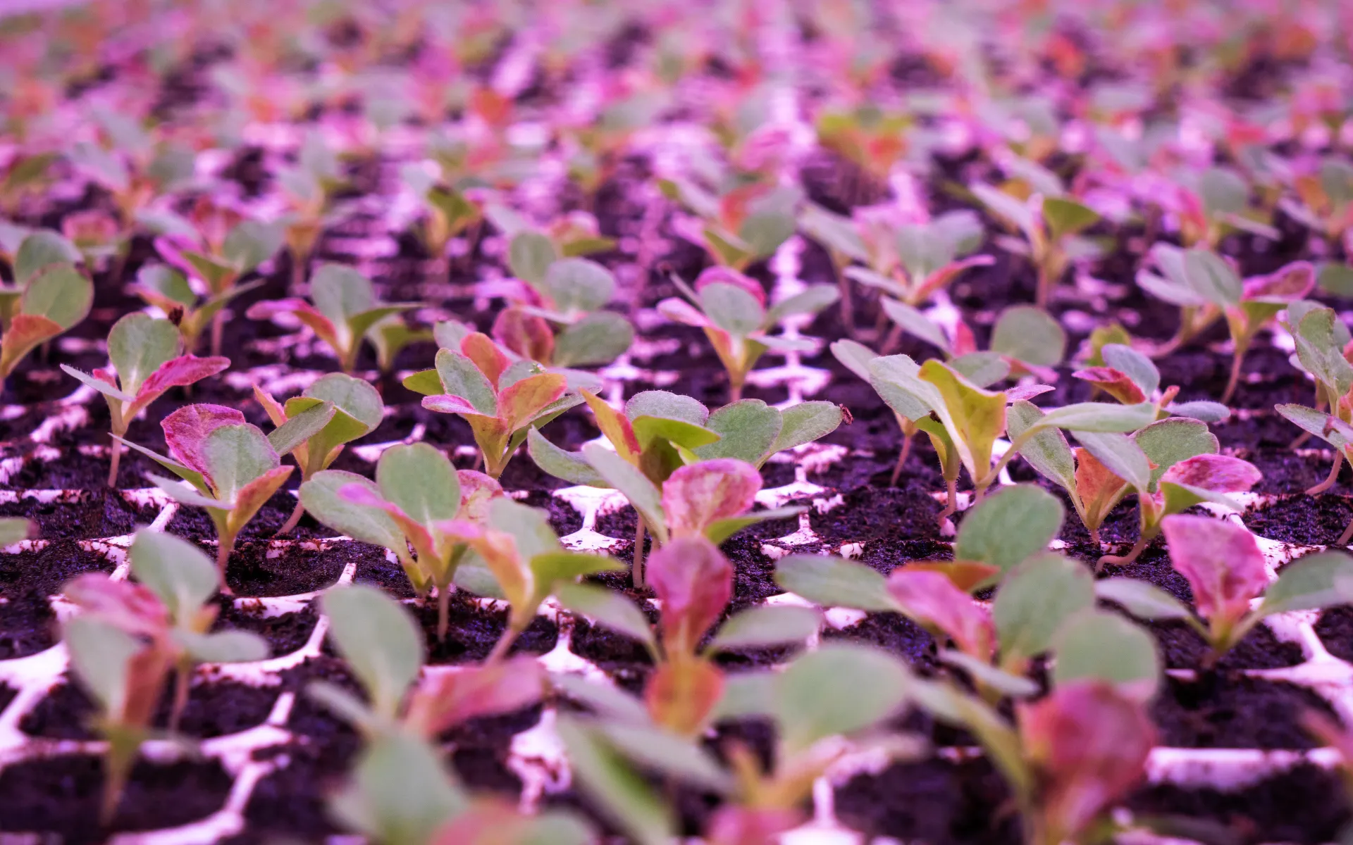 Piante cresciute nella vertical farm